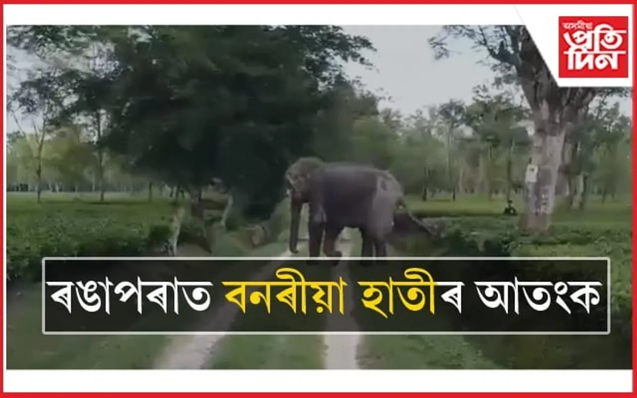 তেজপুৰৰ বৰঝাৰগাঁৱৰ পাছত এইবাৰ ৰঙাপৰাত বনৰীয়া হাতীৰ আতংক...